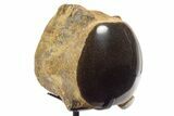 Polished Fossil Mosasaur Vertebra w/ Metal Stand - Texas #335046-1